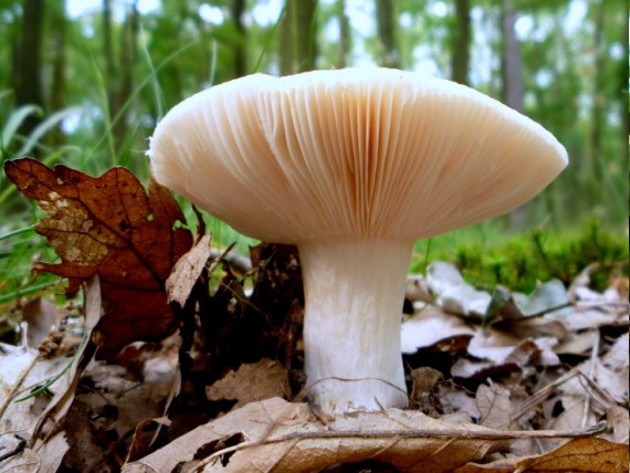 plávka Russula sp.