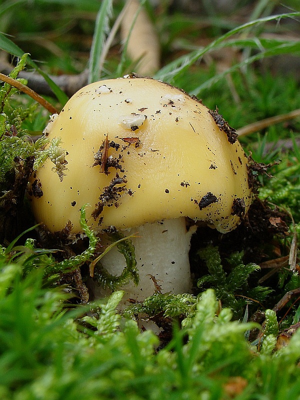 muchotrávka slamovožltá Amanita gemmata (Fr.) Bertill.