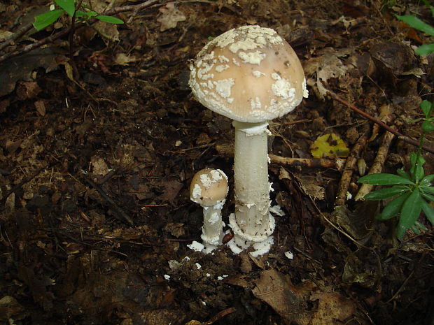 muchotrávka tigrovaná Amanita pantherina (DC.) Krombh.