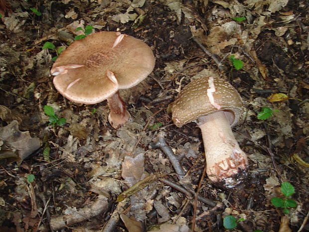 muchotrávka červenkastá Amanita rubescens Pers.