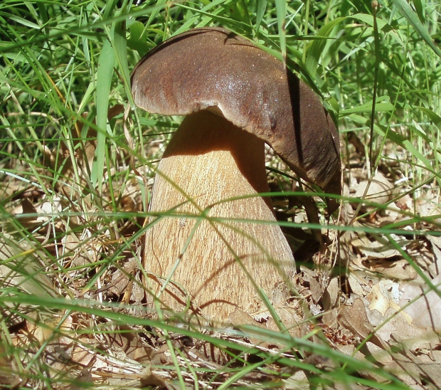 hríb bronzový Boletus aereus Bull. ex Fr.