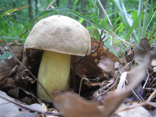 hríb plavý ? Boletus impolitus? Fr.