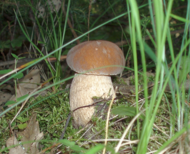 hríb dubový Boletus reticulatus Schaeff.