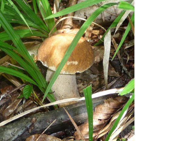 hríb dubový Boletus reticulatus Schaeff.