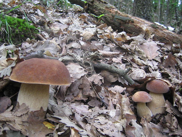 rodinka Boletus reticulatus Schaeff.