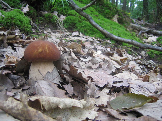 hríb dubový Boletus reticulatus Schaeff.