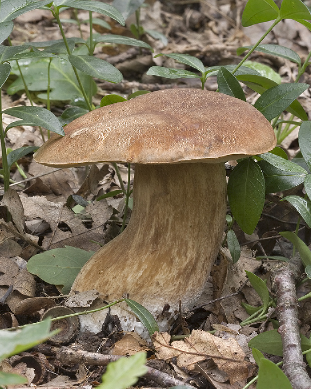 hríb dubový Boletus reticulatus Schaeff.