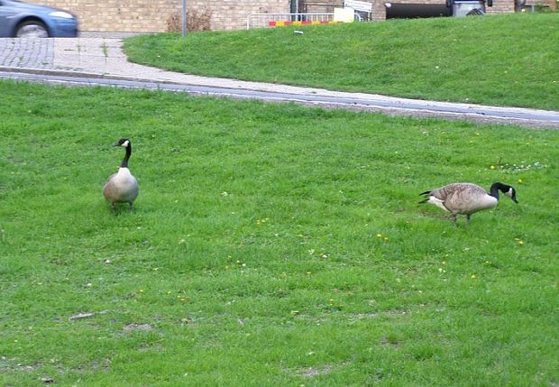 bernikla belolíca Branta canadensis