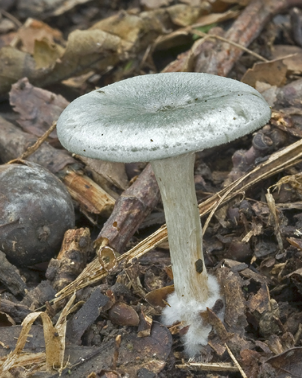 strmuľka anízová? Clitocybe odora? (Bull.ex Fr.) Kumm.