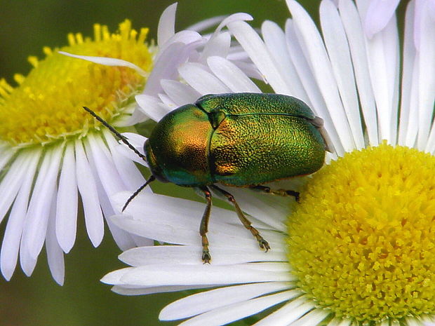 krytohlav Cryptocephalus sericeus sericeus  (Linnaeus, 1758)