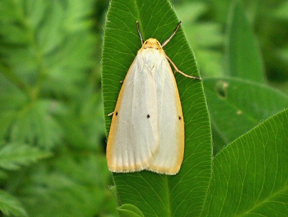 lišajníkovec belavý Cybosia mesomella