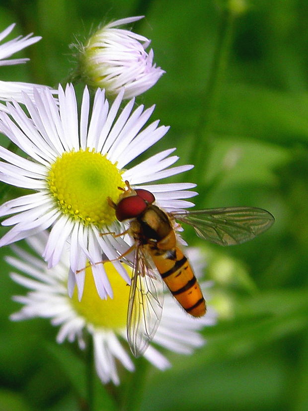 pestrica pruhovaná Episyrphus balteatus