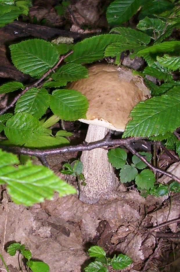 kozák hrabový Leccinum pseudoscabrum (Kallenb.) Šutara