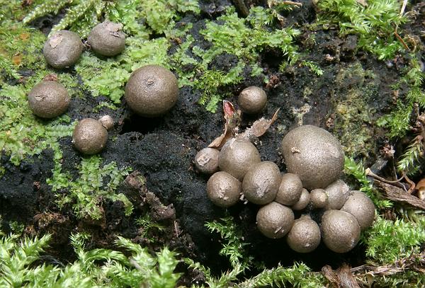 vlčinka Lycogala sp.