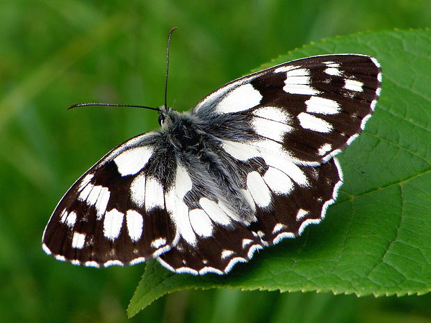 očkáň timotejkový Melanargia galathea  Linnaeus, 1758