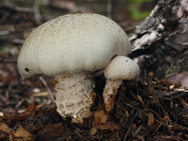 húževnatec šupinatý Neolentinus lepideus (Fr.) Redhead & Ginns