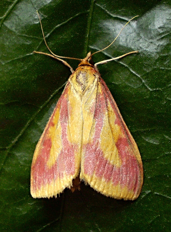 vijačka bahnisková Ostrinia palustralis