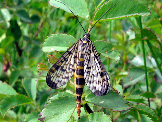 srpica Panorpa cf. hybrida