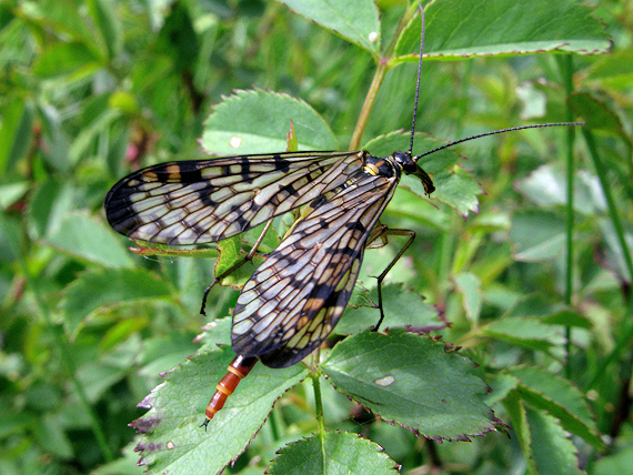 srpica Panorpa cf. hybrida