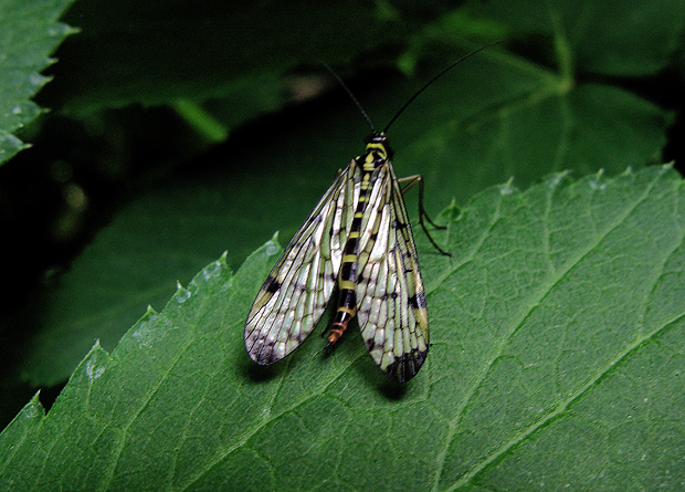 srpica Panorpa sp.