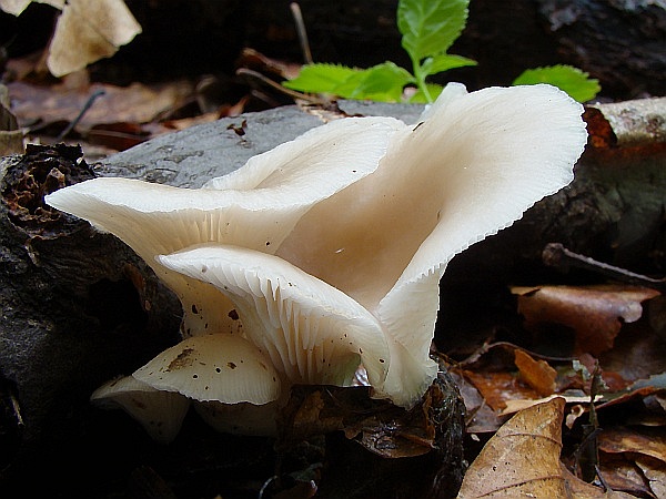 hliva buková Pleurotus pulmonarius (Fr.) Quél.