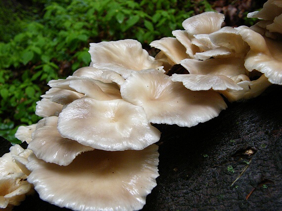 hliva buková Pleurotus pulmonarius (Fr.) Quél.