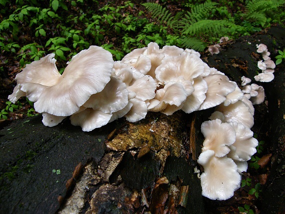 hliva buková Pleurotus pulmonarius (Fr.) Quél.