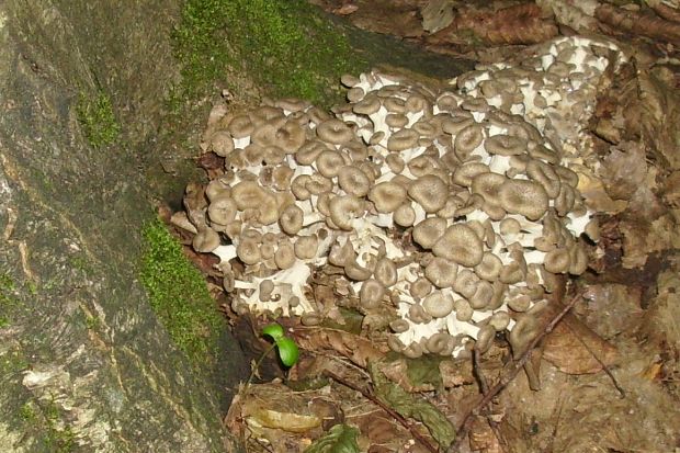 trúdnik klobúčkatý Polyporus umbellatus (Pers.) Fr.