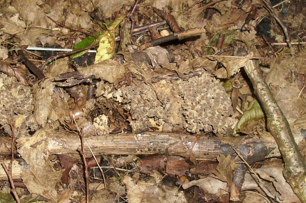 trúdnik klobúčkatý Polyporus umbellatus (Pers.) Fr.