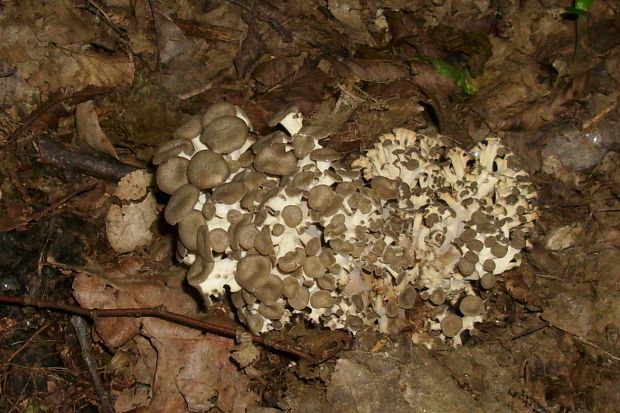 trúdnik klobúčkatý Polyporus umbellatus (Pers.) Fr.