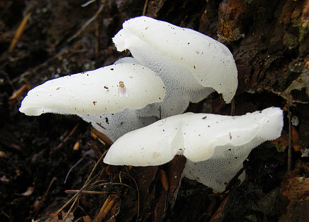 pajelenka želatínová Pseudohydnum gelatinosum (Scop.) P. Karst.