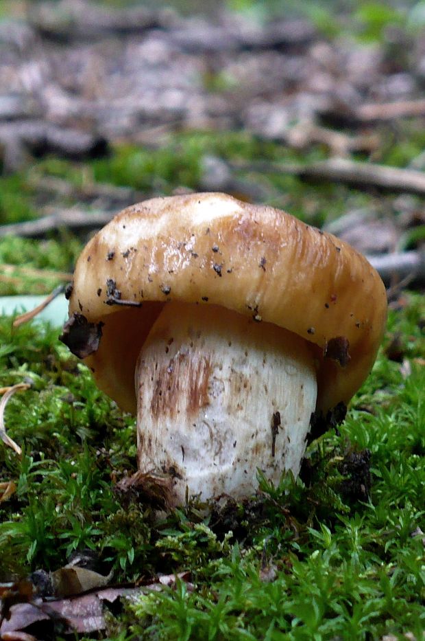 plávka smradľavá Russula foetens Pers.