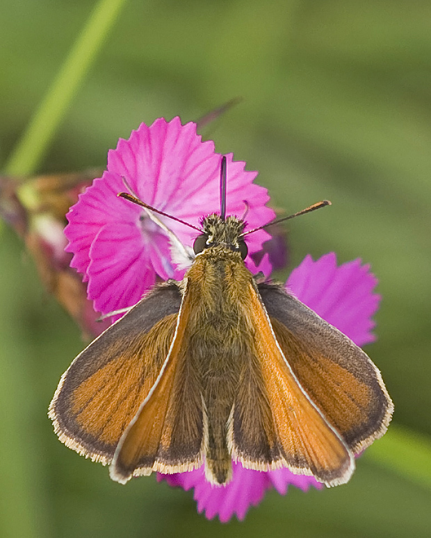 súmračník metlicový  Thymelicus sylvestris