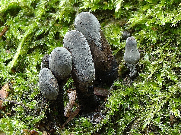 drevnatec kyjakovitý Xylaria polymorpha (Pers.) Grev.