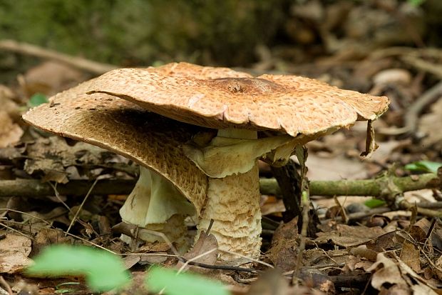 pečiarka obrovská Agaricus augustus Fr.