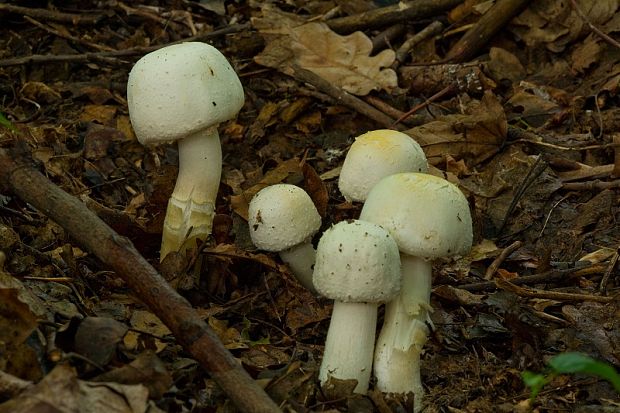 pečiarka páchnuca Agaricus xanthodermus Genev.