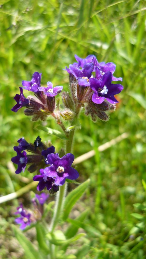 smohla lekárska Anchusa officinalis L.