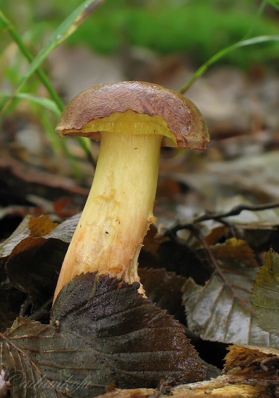 zlatohríb úhľadný Aureoboletus gentilis (Quél.) Pouzar