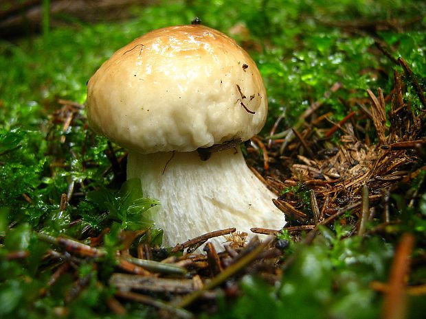 hríb smrekový Boletus edulis Bull.