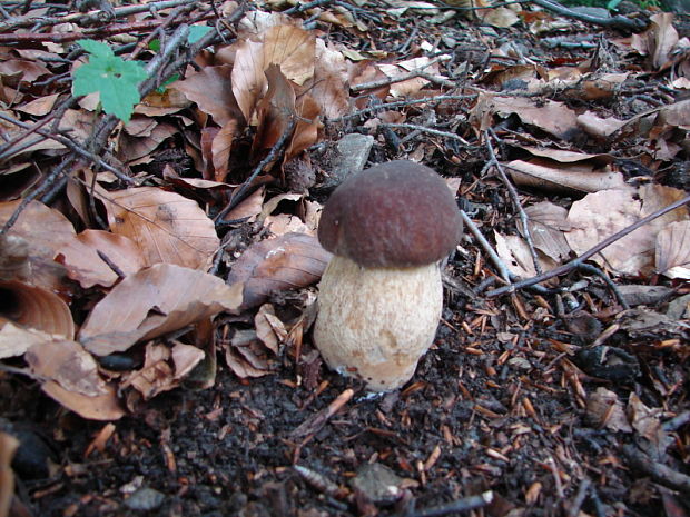 hríb smrekový Boletus edulis Bull.