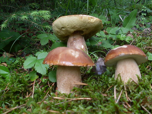 hríb dubový Boletus reticulatus Schaeff.