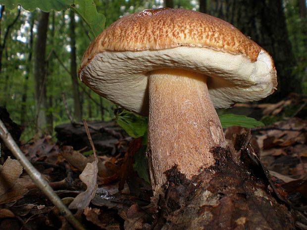 hríb dubový Boletus reticulatus Schaeff.