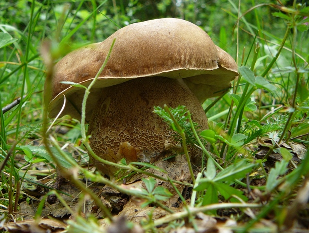 hríb dubový Boletus reticulatus Schaeff.