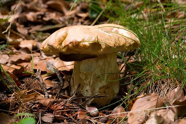 hríb dubový Boletus reticulatus Schaeff.