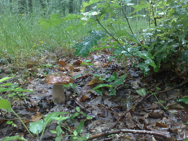 hríb dubový Boletus reticulatus Schaeff.