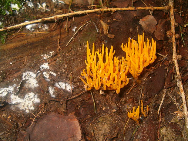 parôžkovec Calocera furcata