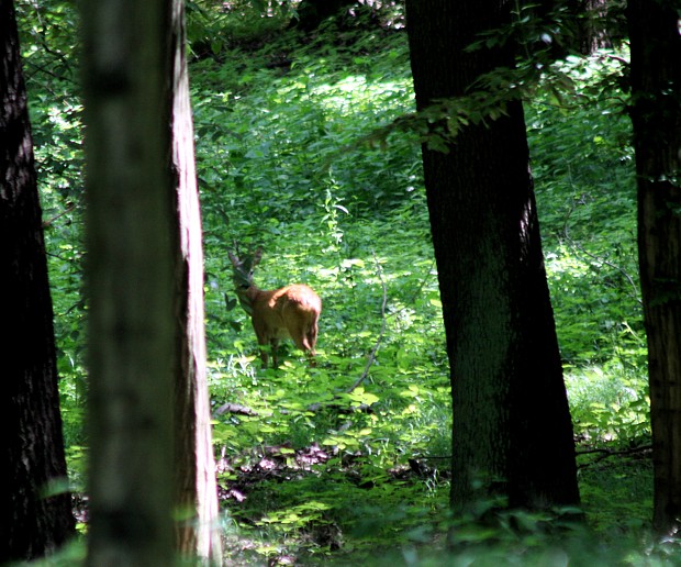 srnec lesný Capreolus capreolus