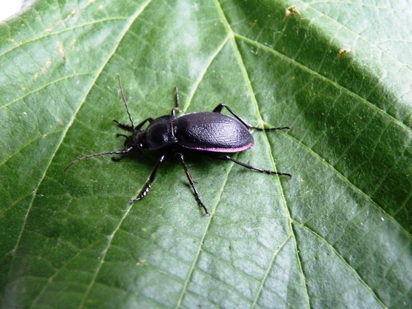 bystruška  Carabus problematicus