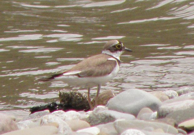 kulik riečny  Charadrius dubius