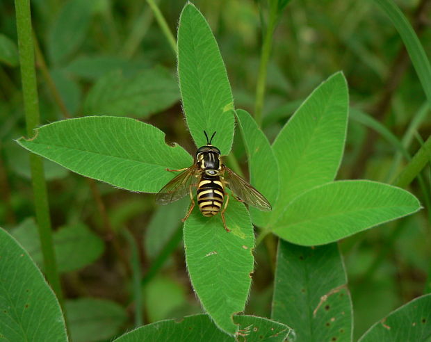 pestrica - pestřenka Chrysotoxum cautum Harris, 1776